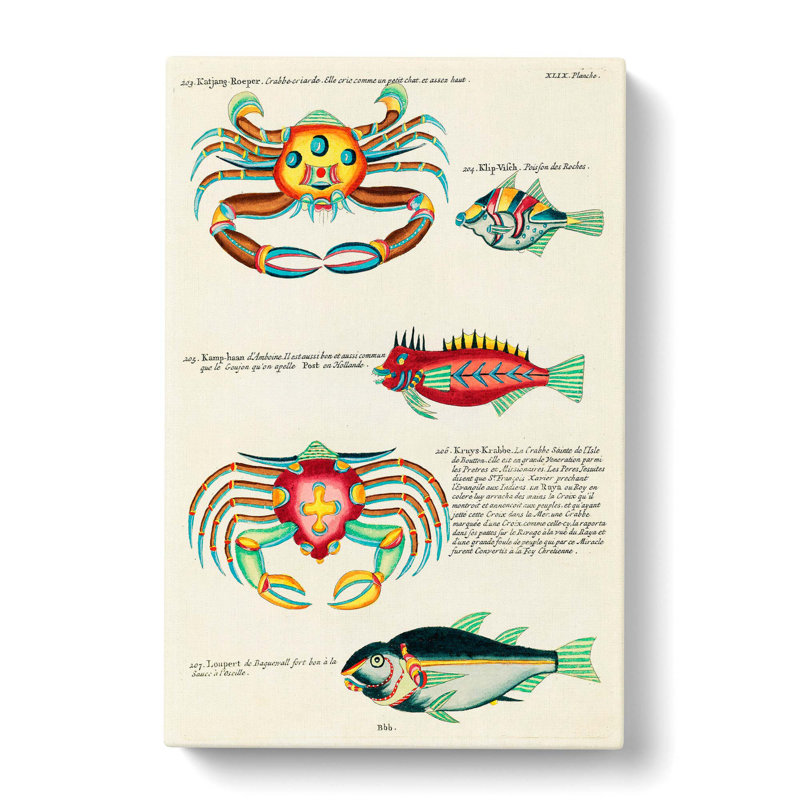 East Indies Fish & Crab Illustrations XLIX by Elizabeth Gould - Wrapped Canvas, 60cm H x 40cm W x 3cm D