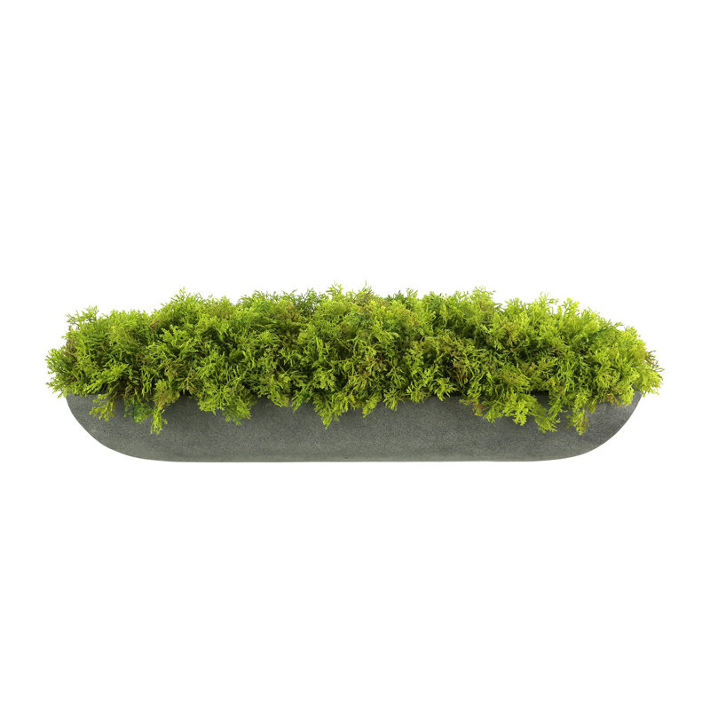 Arrangement Corder Moss In Fiberstone, Gris, H 6 po x l 22 po x P 7 po