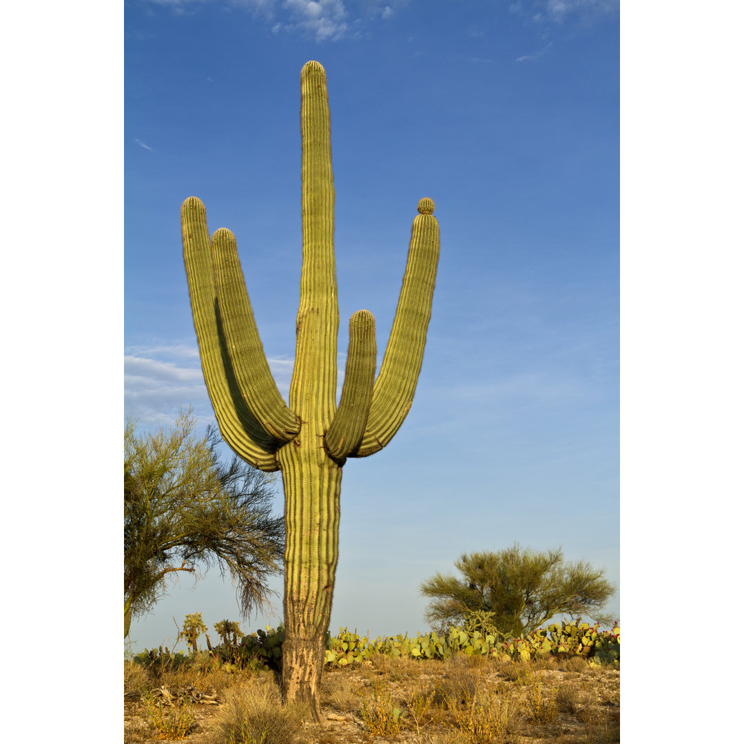 Saguaros Kaktus von Frogman1484 - Druck auf Leinwand ohne Rahmen