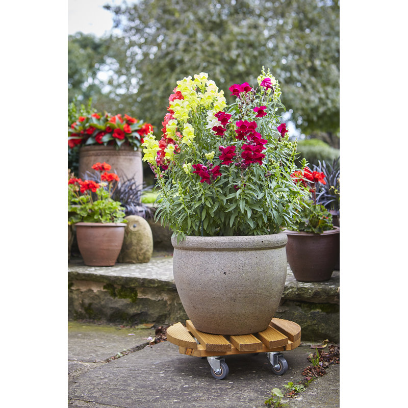 Charleah Caddy Plant Stand