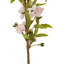 Fiori Cherry Blossom Arrangement