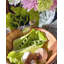 Song Bird Salad Bowl