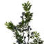 Berry Spray Arrangement