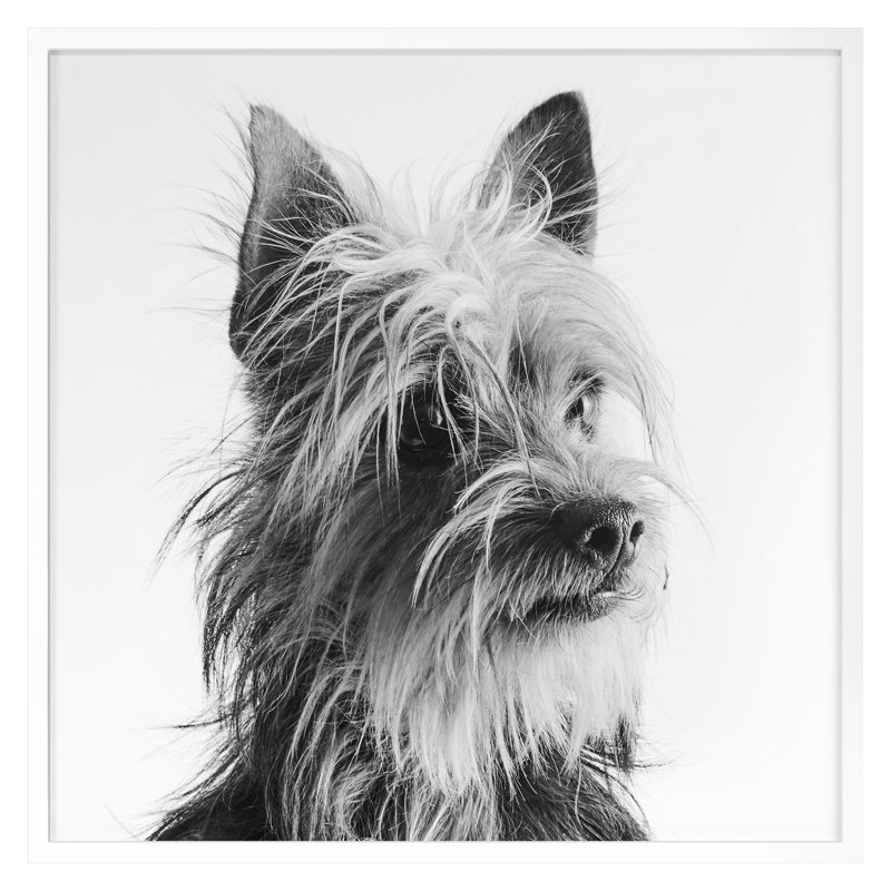 «Doubtful Dog 1» par Pearson, Victoria, H 30 po x l 30 po, Blanc