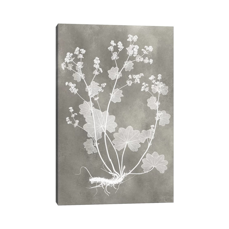Herbarium Study I - Wrapped Canvas Painting, 101.6 cm H x 66.04 cm W x 1.91 cm D