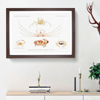 Crab Varieties by Albert I - Framed Print