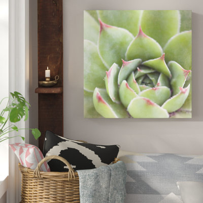 « jardin plantes grasses iii color », reproduction de photo sur toile tendue encadrée