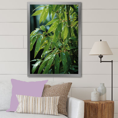 " Bamboo Sunset Photography III "
