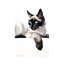 Cat Gaze by Soo Beng Lim - Wrapped Canvas Gallery-Wrapped Canvas Giclée-771888578
