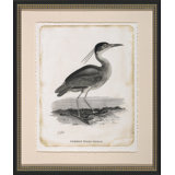 Common Night Heron Print