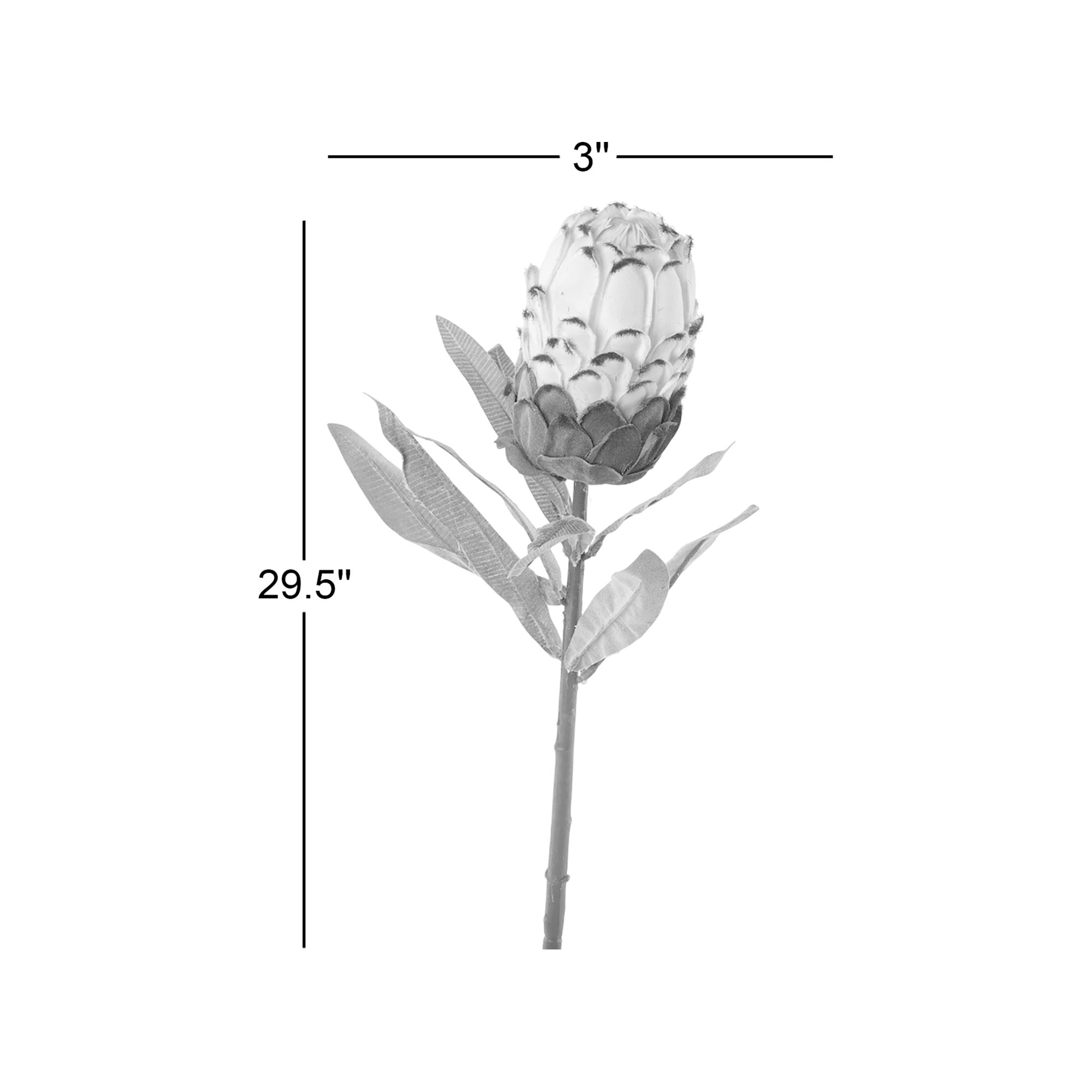 Flower Protea Stem