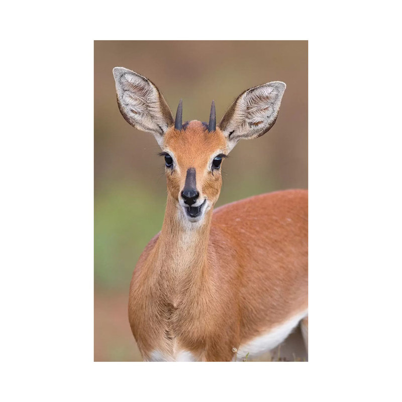 Steenbok 1 Piece Wrapped Canvas Wall Art, 20.32 cm H x 30.48 cm W
