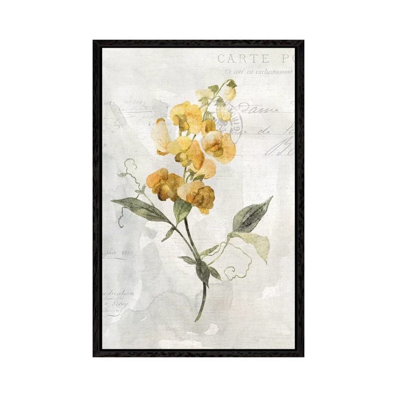 Canary Linen Sweetpea by Carol Robinson - Print on Canvas, 66.04 cm H x 45.72 cm W, Black Framed
