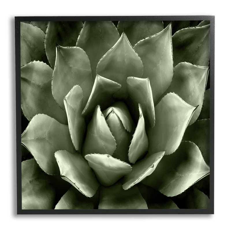 «Succulent Plant Close Up View» encadré sur bois par Lindsay Benson, peinture, Giclée encadrée noir minuit