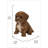 Baby Cavapoo-67579694