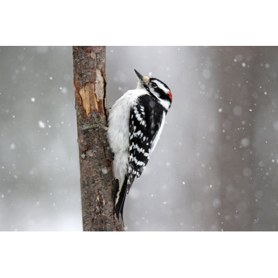 " Downy Woodpecker "