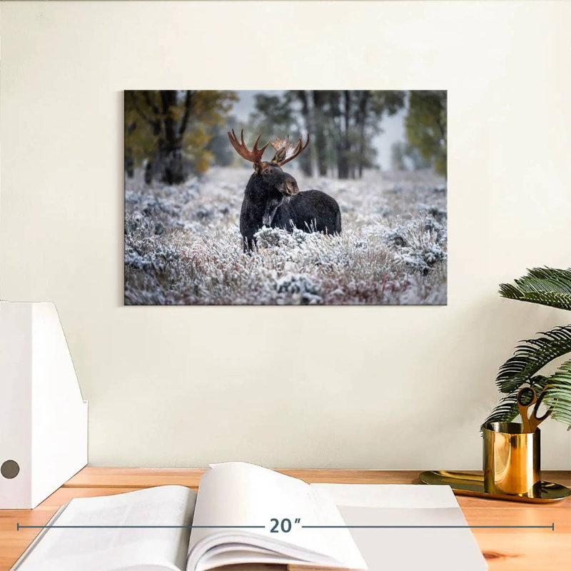 Brampt Frosty Black Moose, 8" H x 12" W