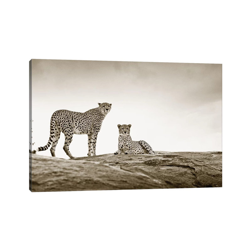 Alert Cheetahs by Klaus Tiedge - Wrapped Canvas Print, 20.32 cm H x 30.48 cm W