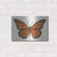 Art mural en métal Rosalind Wheeler «Monarch Butterfly» par Andrea Strongwater-1295048492