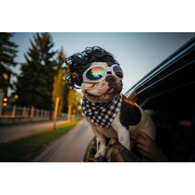 Bouledogue français s'amusant en voiture par Johnce
