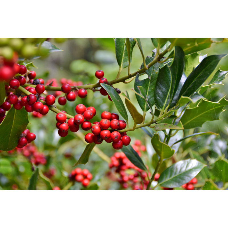 Red Holly Berries by Elescordo - Wrapped Canvas Print, 81cm H x 122cm W