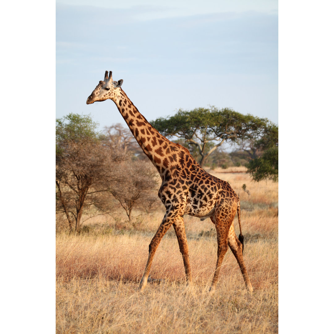 Giraffe Walking In The Wild von Yenwen - Drucken