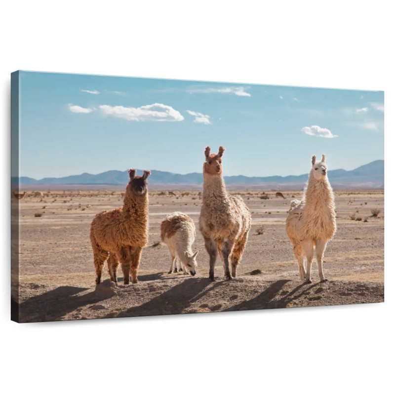Quatre lamas, H 16 po x l 24 po