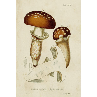 Mushroom Varieties III - Art Prints