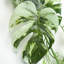 Hanging Plants 180cm Faux Plant