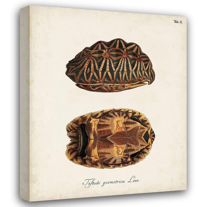 «Red Barrel Studio® Inconnu», art sur toile tendue, tortues antiques et coquillages I, H 44 po x l 36 po