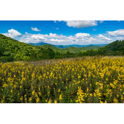 Yellow Flowers in Appalachian Mountains by Michael Warren