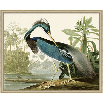 Audubons Blue Heron 1 Print