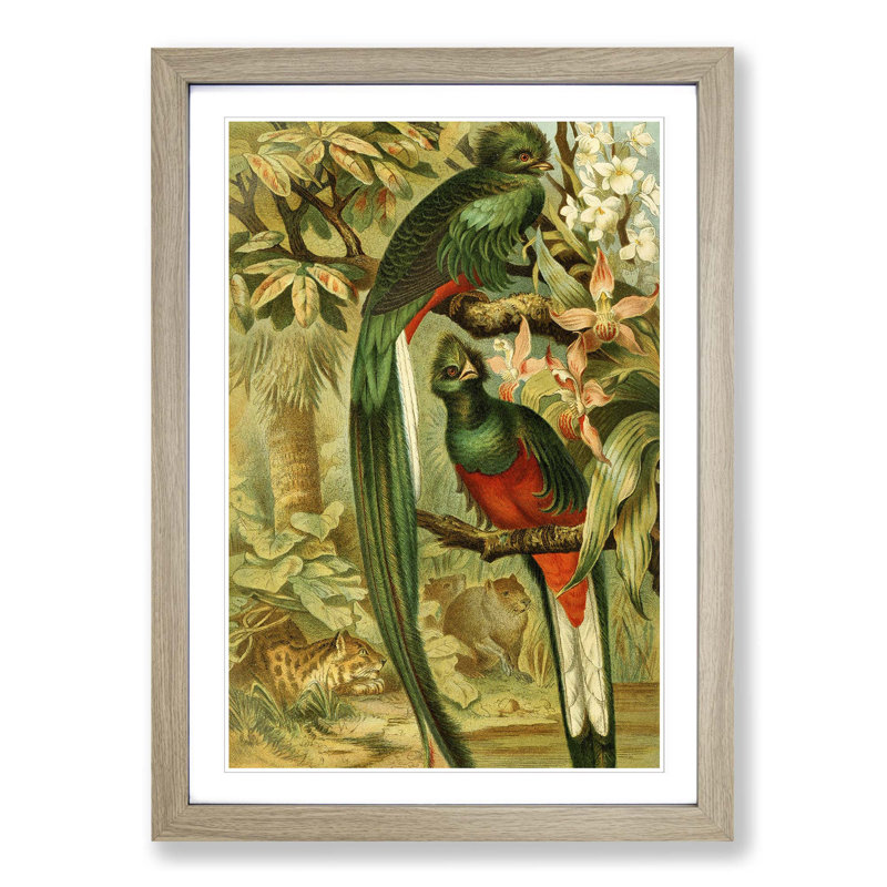 Brehms Tierleben - Single Picture Frame Painting, Oak