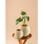 Vase en bois de teck de 5,5 po Loon Peak®