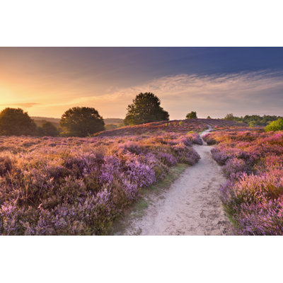 Blooming Heather at Sunrise by Sara_Winter