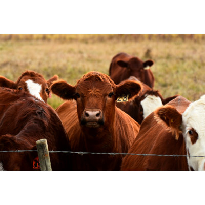Beef bovins, gros plan - Photographie sur toile tendue