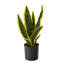 Faux Snake Plant (Sansevieria) Plant in Pot-1381566265-1381566264