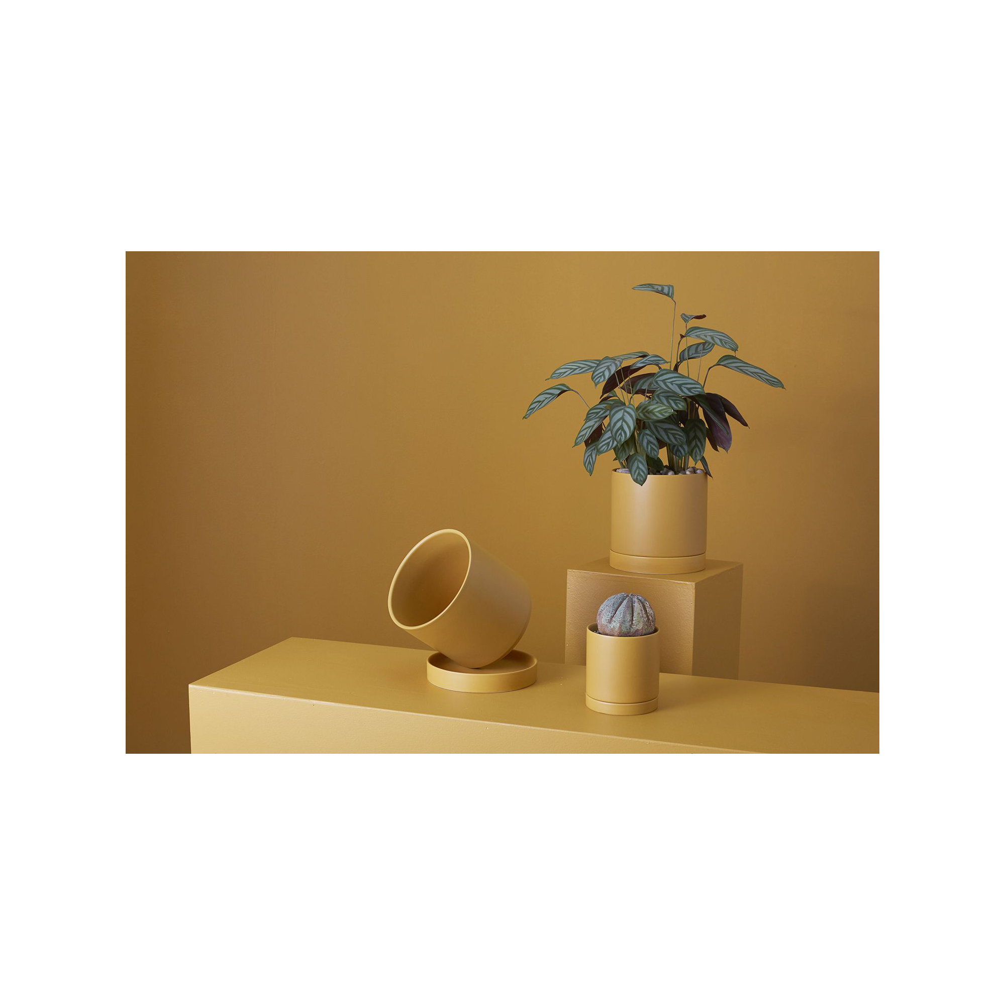 Carlotta Ceramic Pot Planter, 4.75" H x 4.25" W x 4.25" D, Ochre