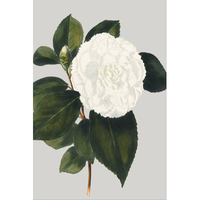 Camellia Japonica II by Vision Studio - Wrapped Canvas Art Prints