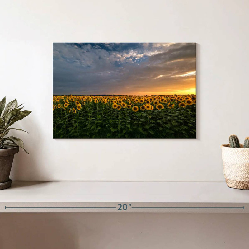 Champ de tournesols Alvord Mittenwalde, H 8 po x l 12 po