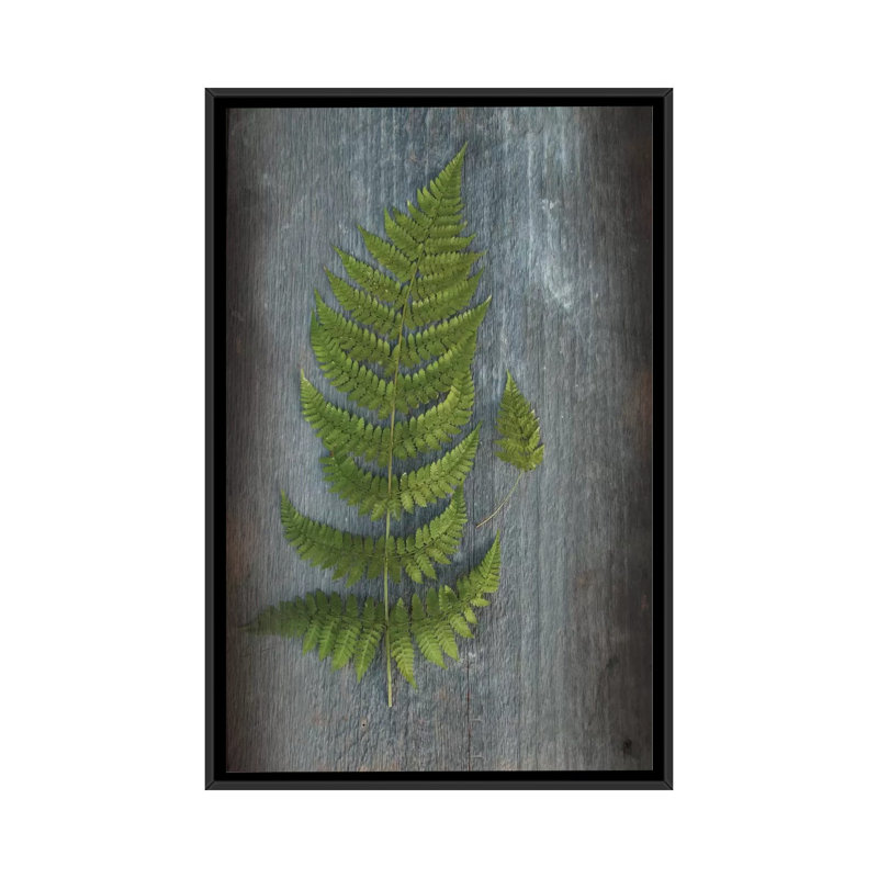 «Woodland Fern V» par Sue Schlabach, reproduction sur toile tendue, Toile avec cadre noir, Pas de tapis