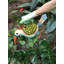 Vase de table toucan Elysian
