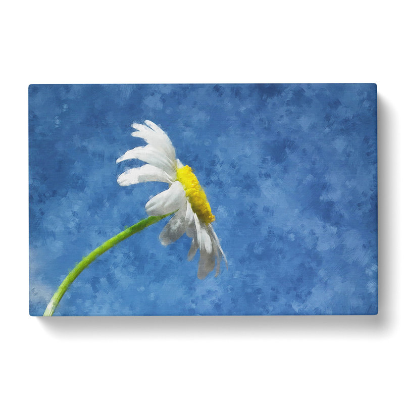 White Daisy Flower - Wrapped Canvas Print, 35cm H x 50cm W x 3cm D