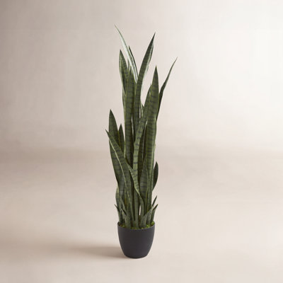 Snake Plant in Pot
