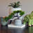 8.25 Mungo Pine Bonsai Plant