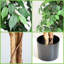 Ficus artificiel avec pot pour l'extérieur et l'intérieur-876997690