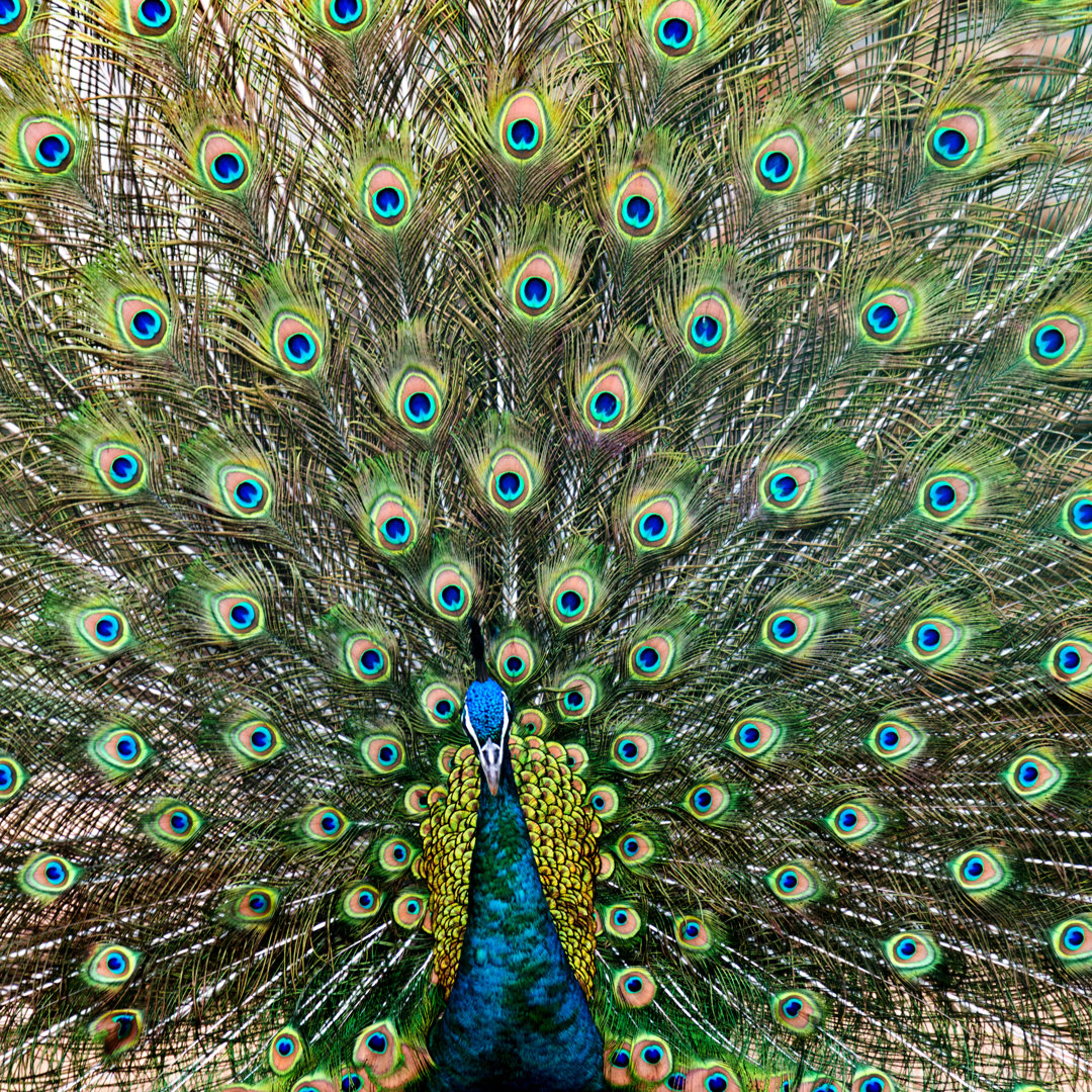 Close Up Of Male Peacock von Baona - Leinwanddrucke