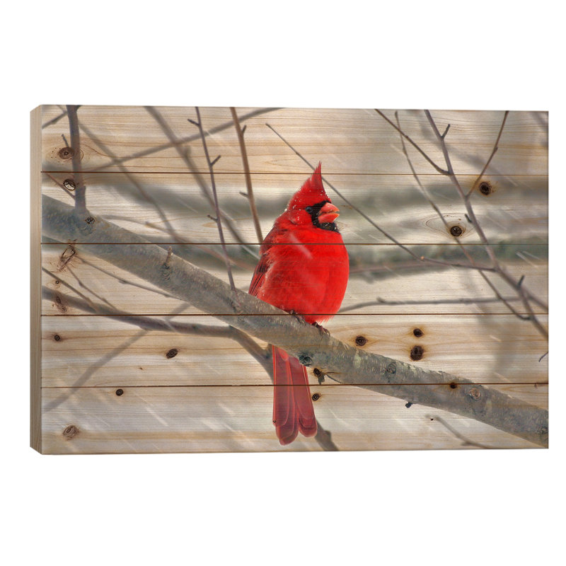 Cardinal, H 26 po x l 40 po x P 1,5 po, Bois