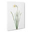 Poeticus Daffodil by Pierre-Joseph Redoute - Wrapped Canvas-55324918