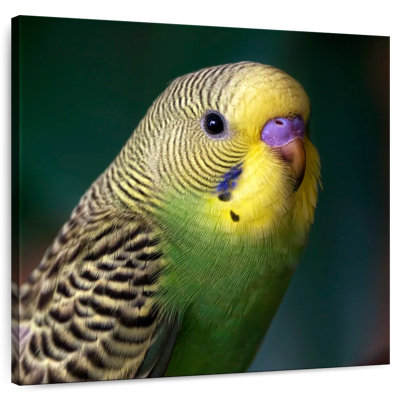 Crowle Budgie Close Up